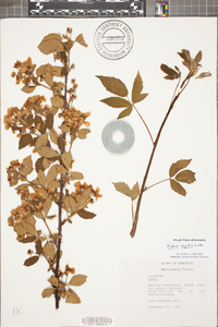 Rubus argutus image