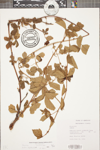 Rubus argutus image