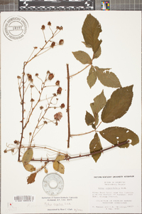 Rubus argutus image