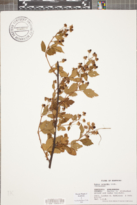 Rubus argutus image