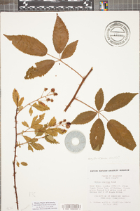 Rubus argutus image