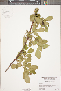 Rubus argutus image