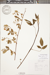 Rubus argutus image