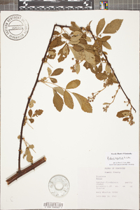 Rubus argutus image