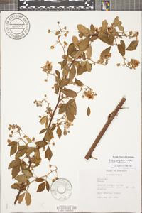 Rubus argutus image