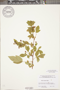 Rubus argutus image