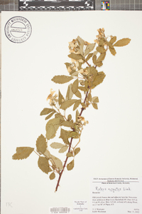 Rubus argutus image