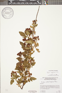 Rubus argutus image