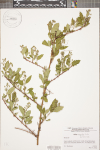 Rubus argutus image