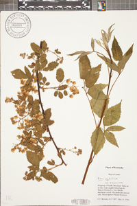 Rubus argutus image