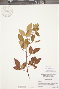 Rubus argutus image