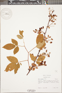 Rubus argutus image