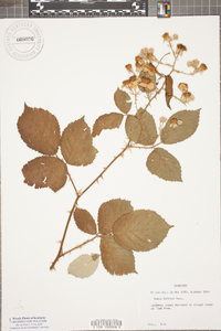 Rubus bifrons image