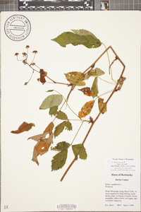 Rubus canadensis image