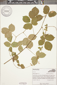 Rubus enslenii image