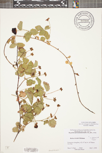 Rubus trivialis image