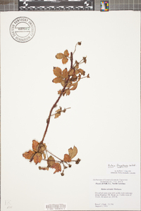 Rubus trivialis image