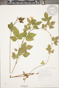 Rubus flagellaris image