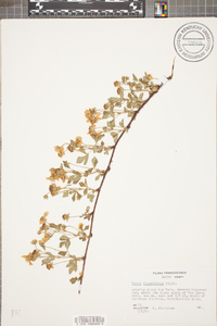 Rubus flagellaris image