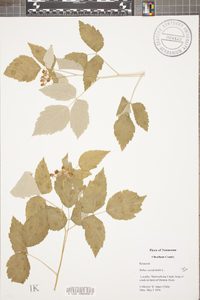 Rubus occidentalis image