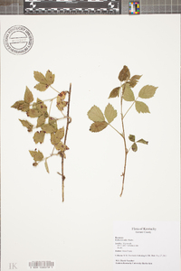 Rubus trivialis image