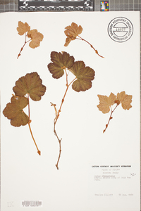 Rubus chamaemorus image