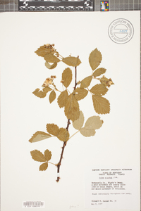 Rubus argutus image