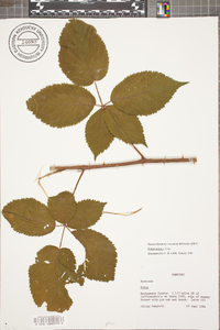 Rubus argutus image