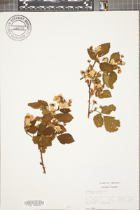 Rubus argutus image