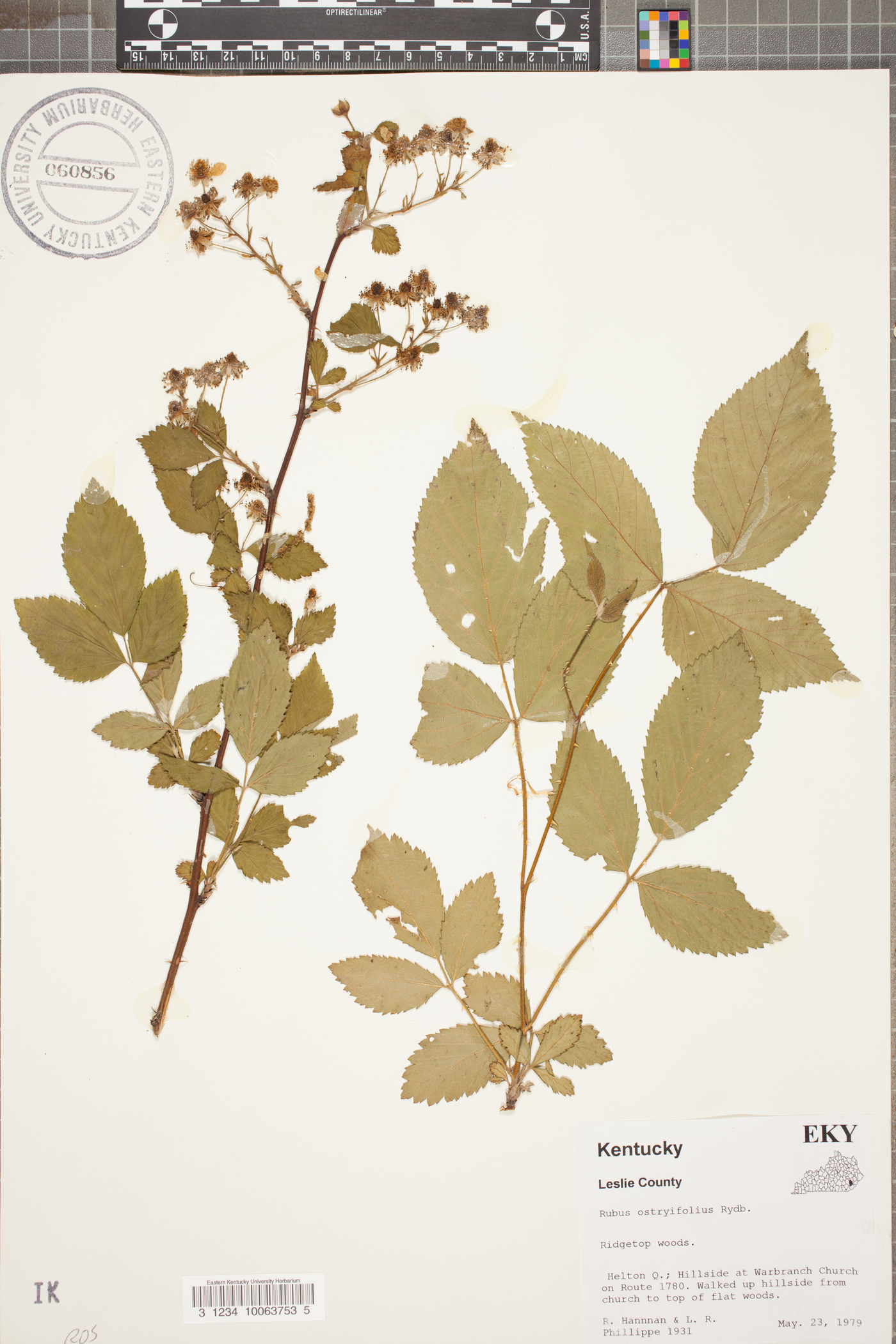 Rubus ostryifolius image