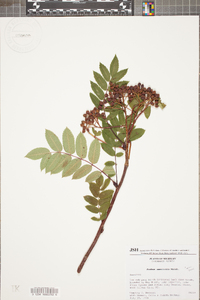 Sorbus americana image