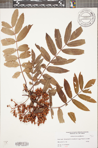 Sorbus americana image