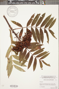 Sorbus americana image