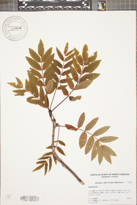 Sorbus americana image