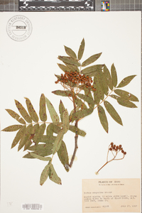 Sorbus americana image