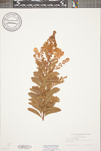 Spiraea alba image