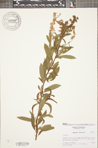 Spiraea alba image