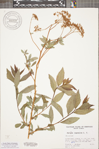 Spiraea japonica image