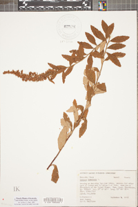 Spiraea tomentosa image