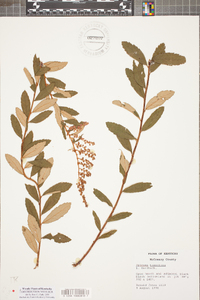 Spiraea tomentosa image