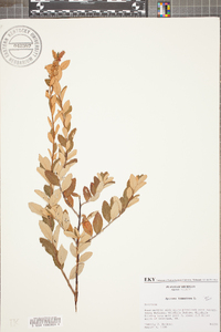 Spiraea tomentosa image
