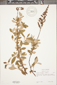 Spiraea tomentosa image