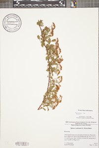 Spiraea × vanhouttei image