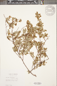 Spiraea × vanhouttei image