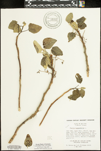 Populus heterophylla image