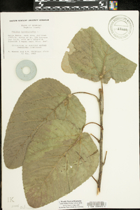 Populus heterophylla image