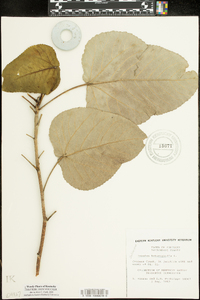 Populus heterophylla image