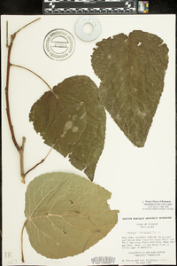 Populus heterophylla image