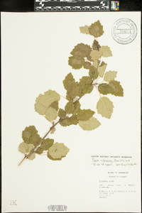 Populus alba image