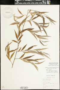 Salix alba image